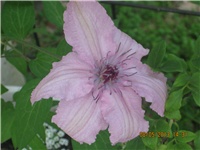 ef3b12fe-Marica auto 288.jpg